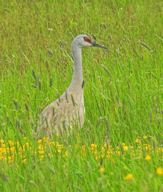 Sandhill Crane