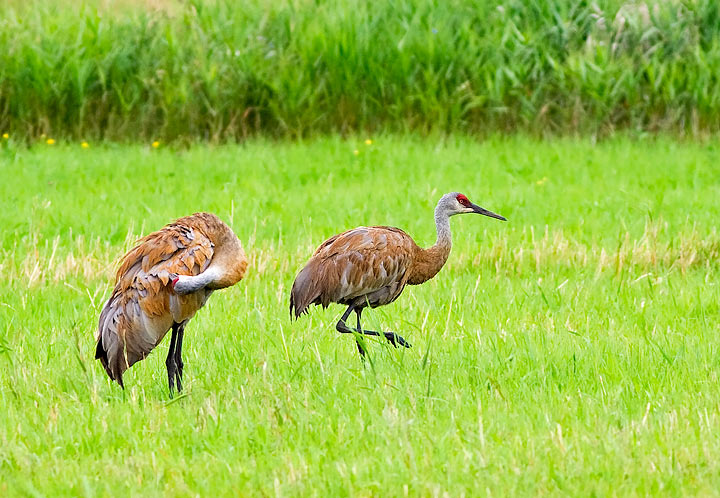 Sandhill Crane