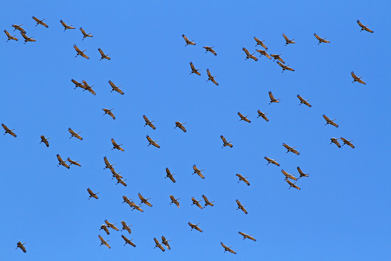 Sandhill Crane