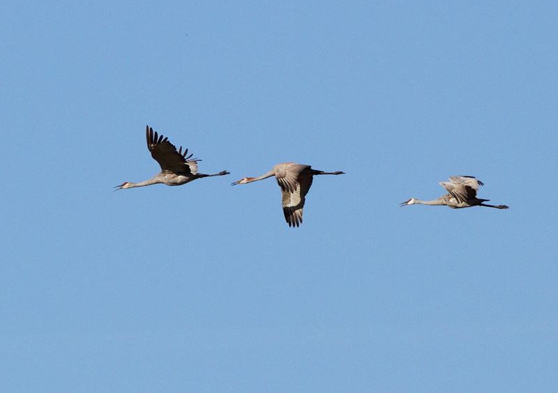 Sandhill Crane