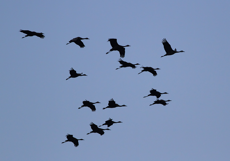 Sandhill Crane