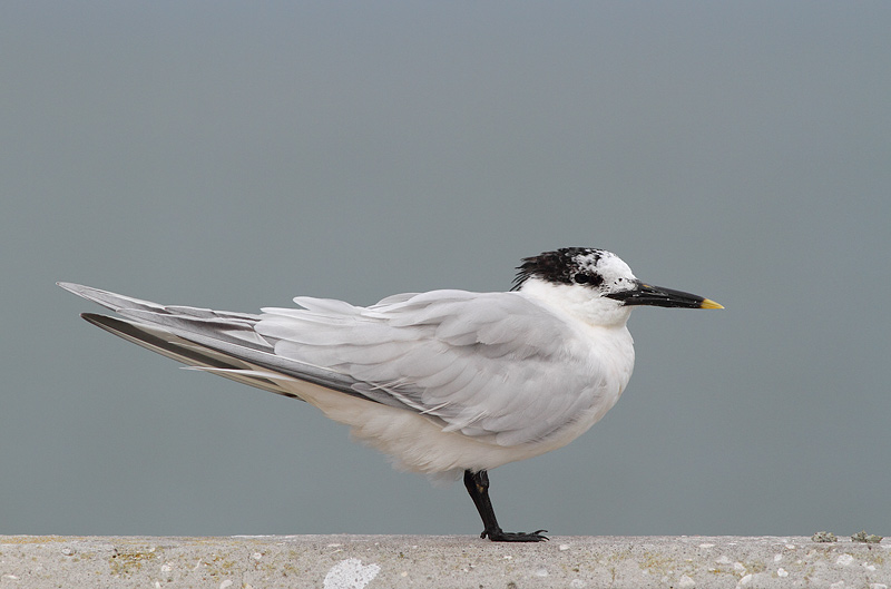 Sandwich Tern
