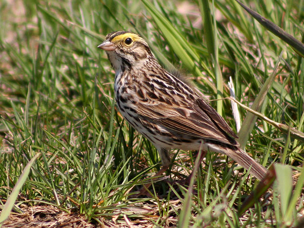 Savannah Sparrow