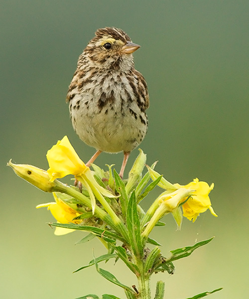 Savannah Sparrow