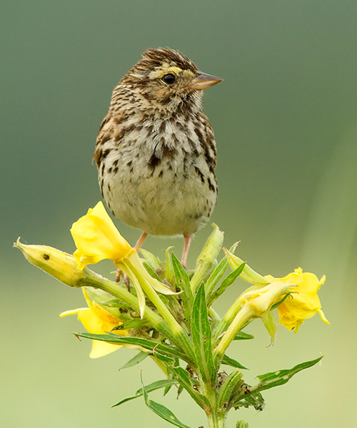 Savannah Sparrow