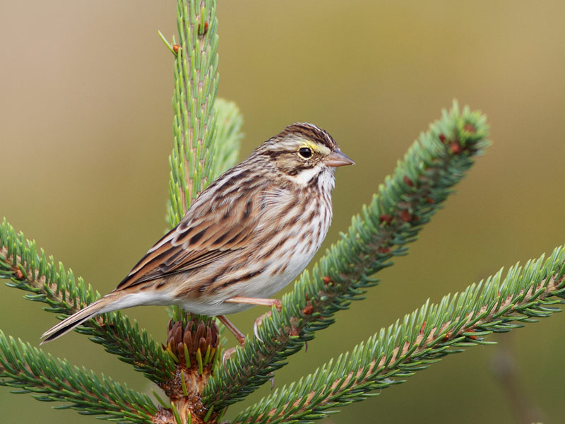 Savannah Sparrow