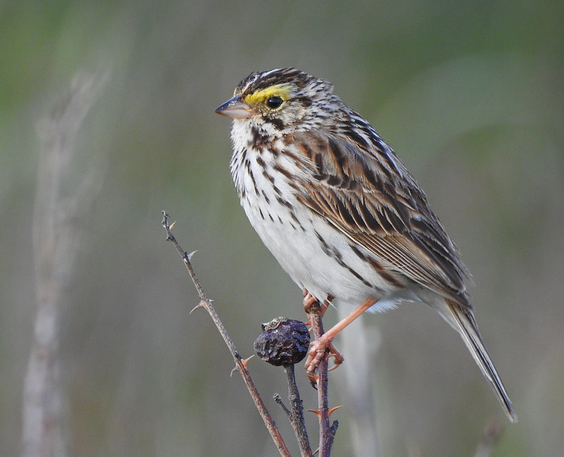 Savannah Sparrow