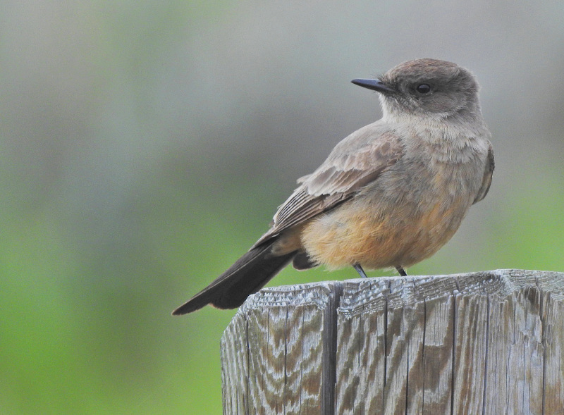 Say's Phoebe