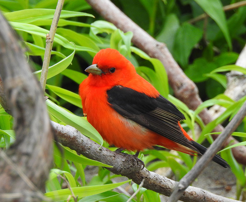 Scarlett Tanager