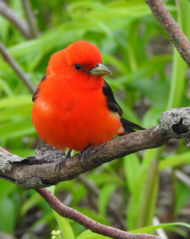 Scarlett Tanager