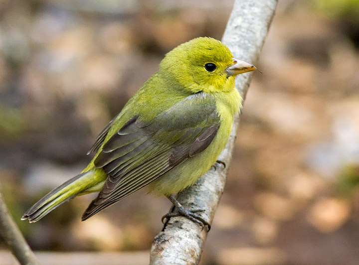 Scarlett Tanager