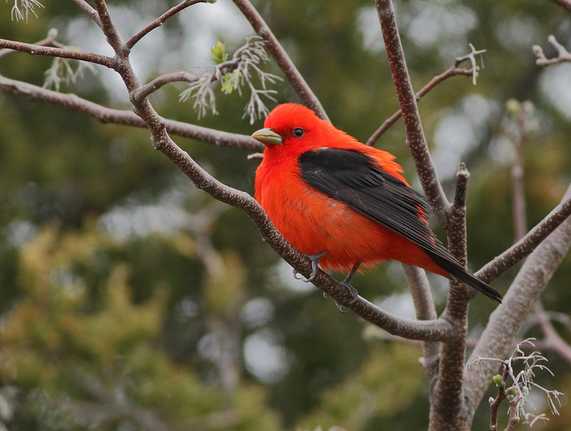 Scarlet Tanager