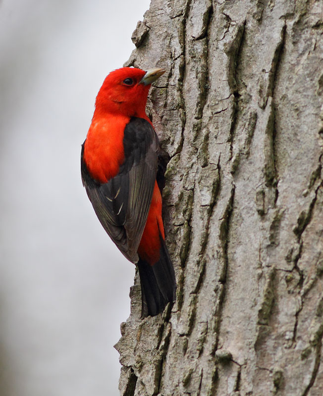 Scarlet Tanager