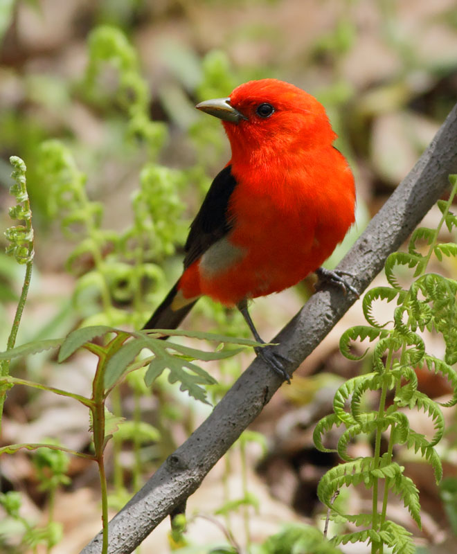 Scarlet Tanager