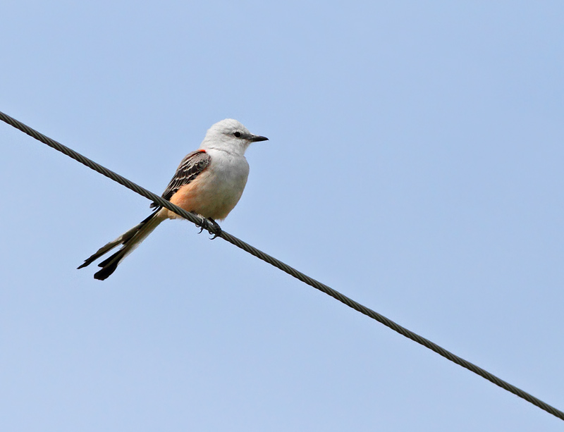 Scissor-tailed Flycatcher