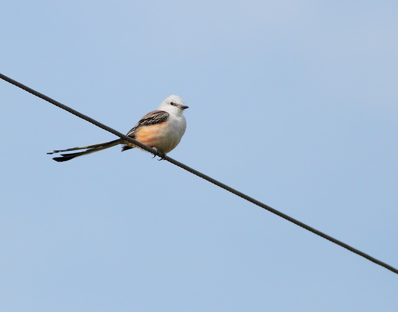 Scissor-tailed Flycatcher