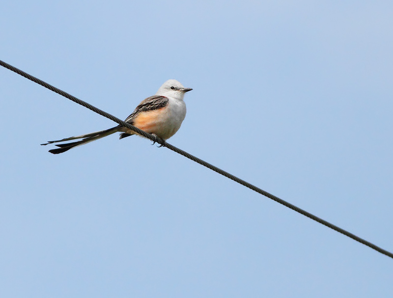 Scissor-tailed Flycatcher