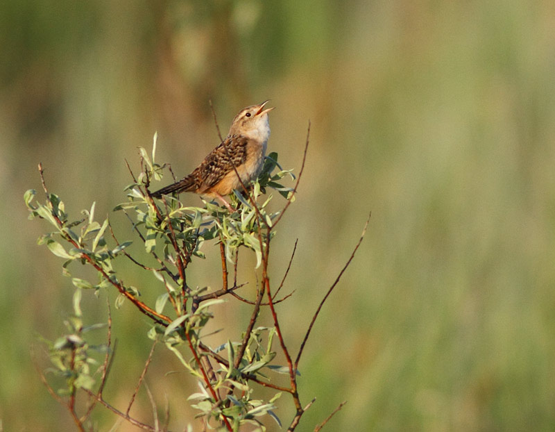 Sedge Wren