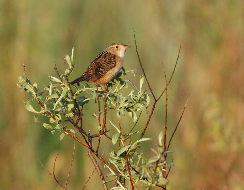 Sedge Wren