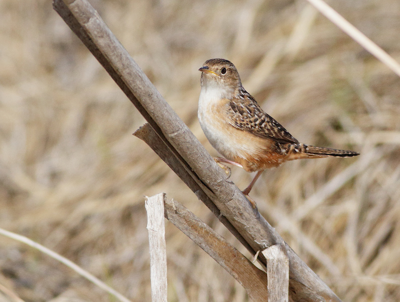 Sedge Wren