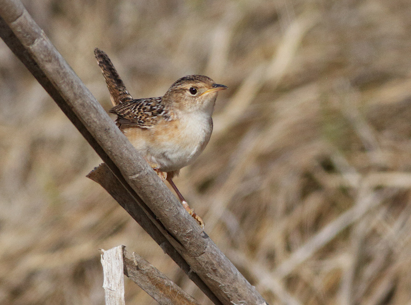 Sedge Wren