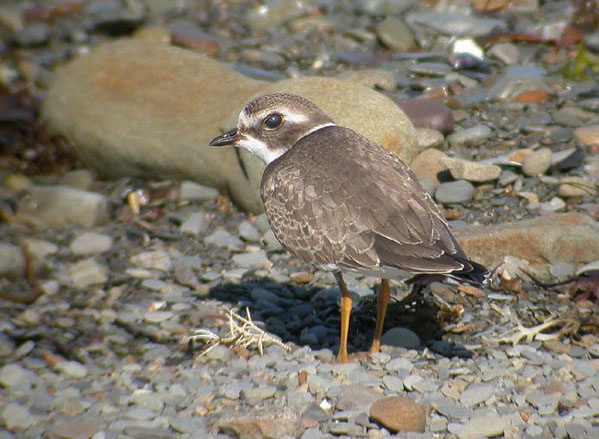 Semipalmated Plover