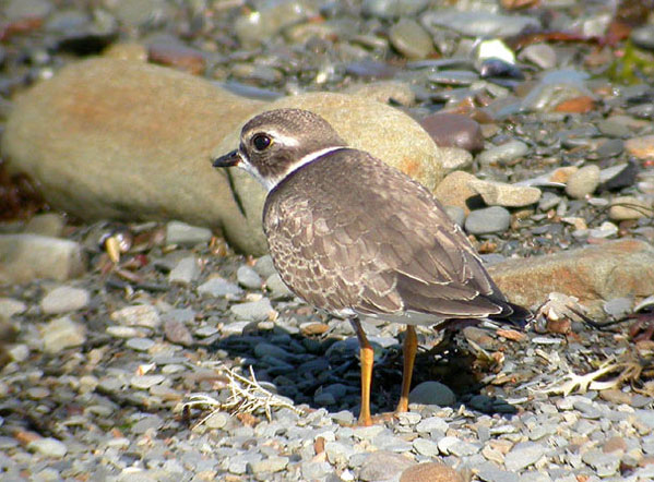 Semipalmated Plover