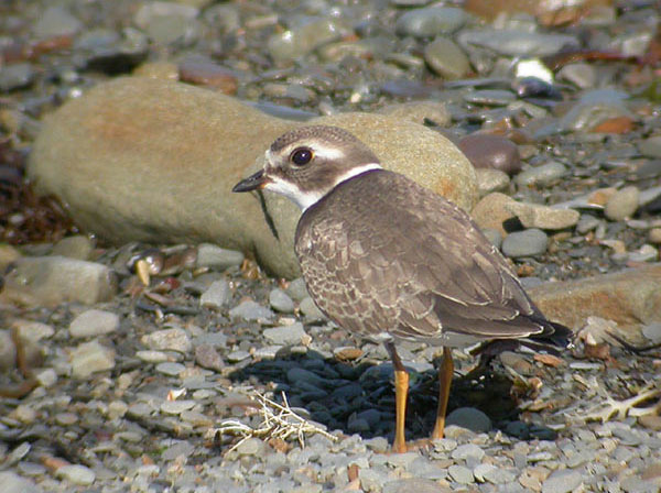Semipalmated Plover