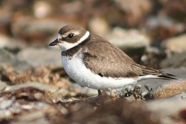 Semipalmated Plover