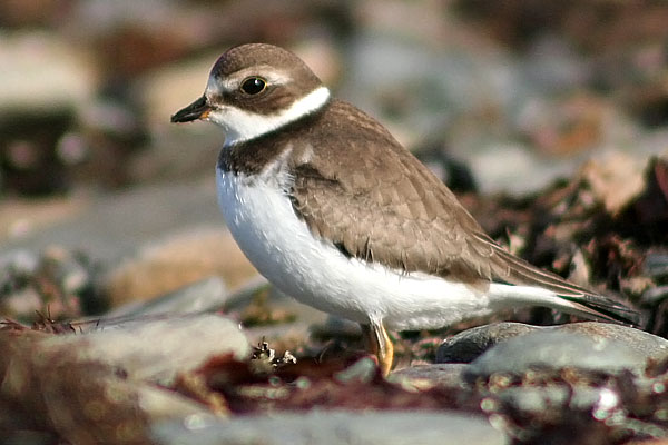 Semipalmated Plover