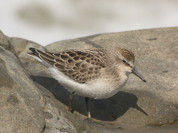Semipalmated Sandpiper