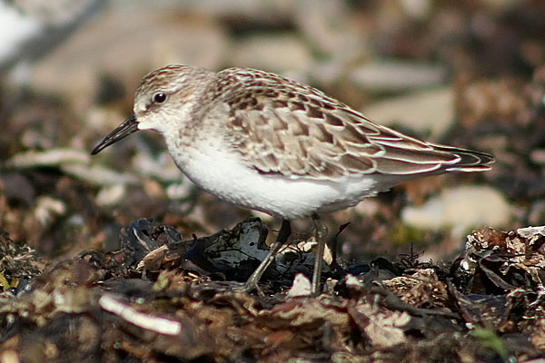 Semipalmated Sandpiper