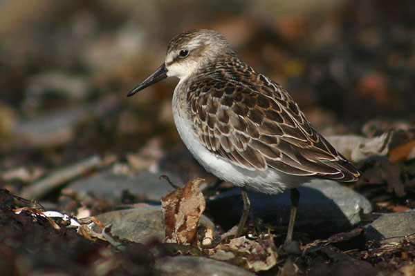 Semipalmated Sandpiper