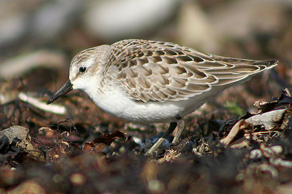 Semipalmated Sandpiper