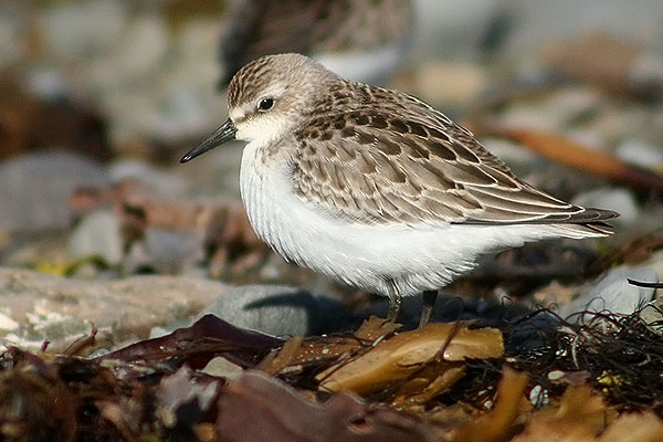 Semipalmated Sandpiper