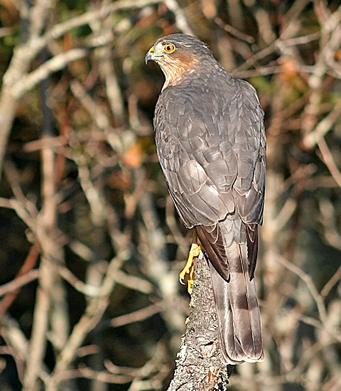 Sharp-shinned Hawk