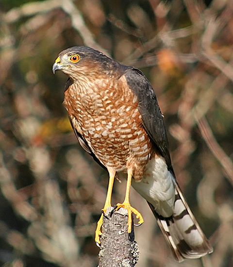 Sharp-shinned Hawk