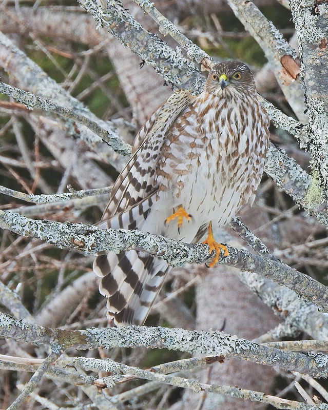Sharp-shinned Hawk