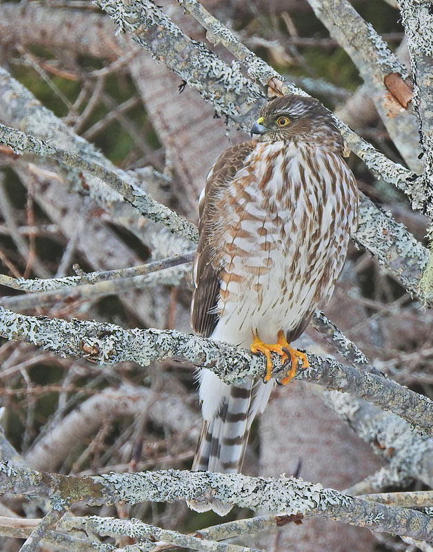 Sharp-shinned Hawk