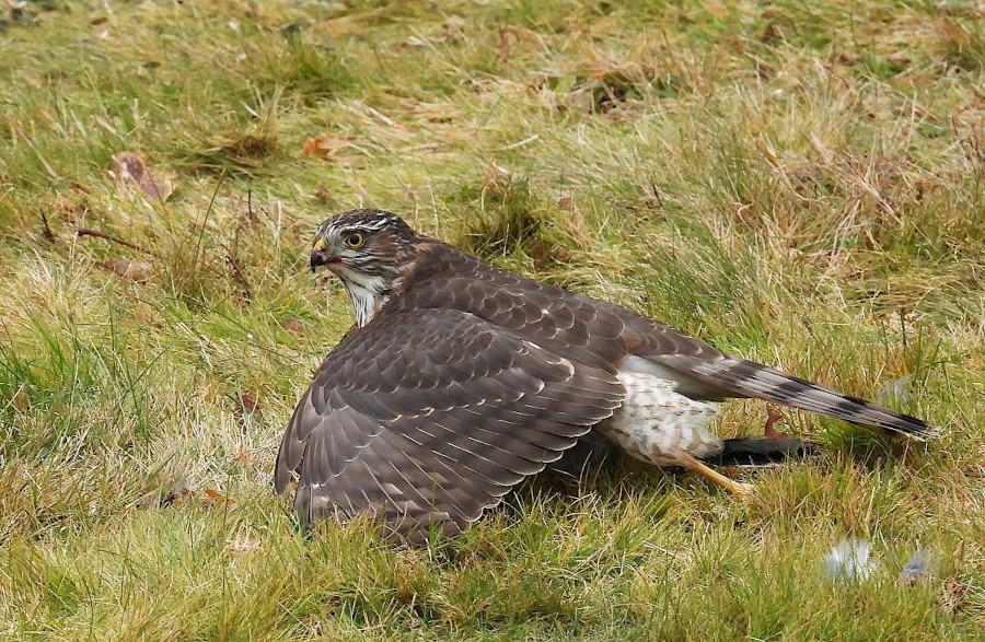 Sharp-shinned Hawk