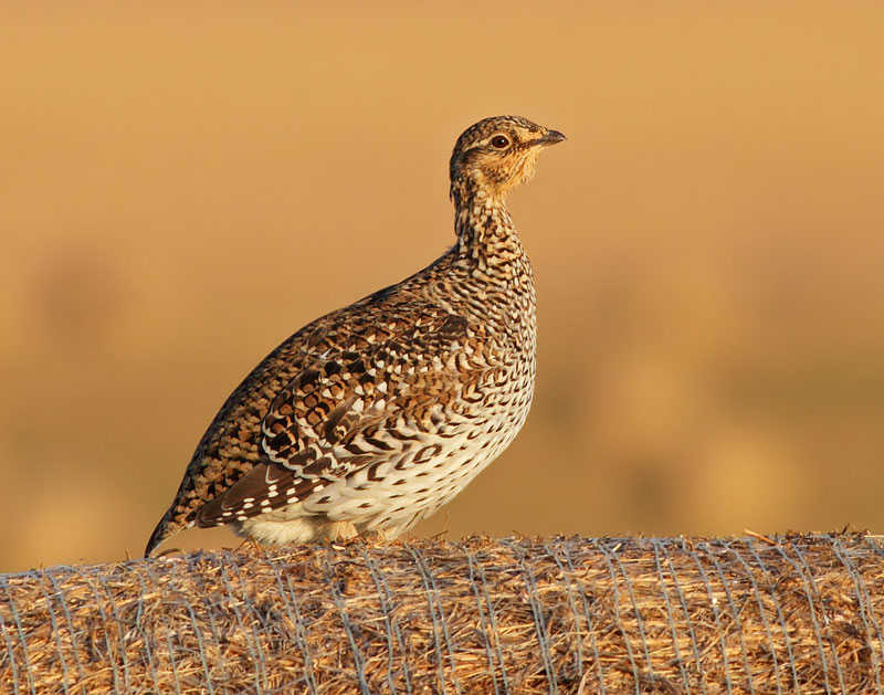 Sharp-tailed Grouse