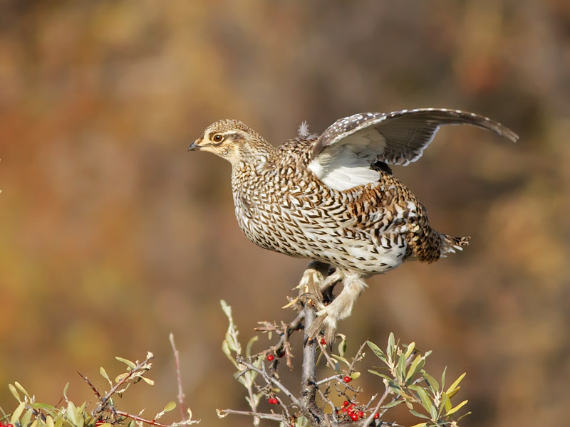 Sharp-tailed Grouse