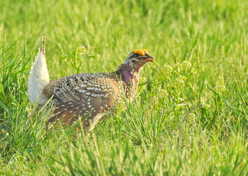 Sharp-tailed Grouse