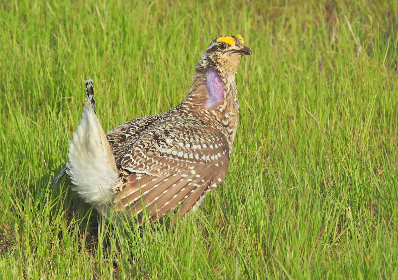 Sharp-tailed Grouse