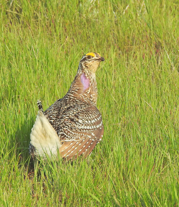 Sharp-tailed Grouse