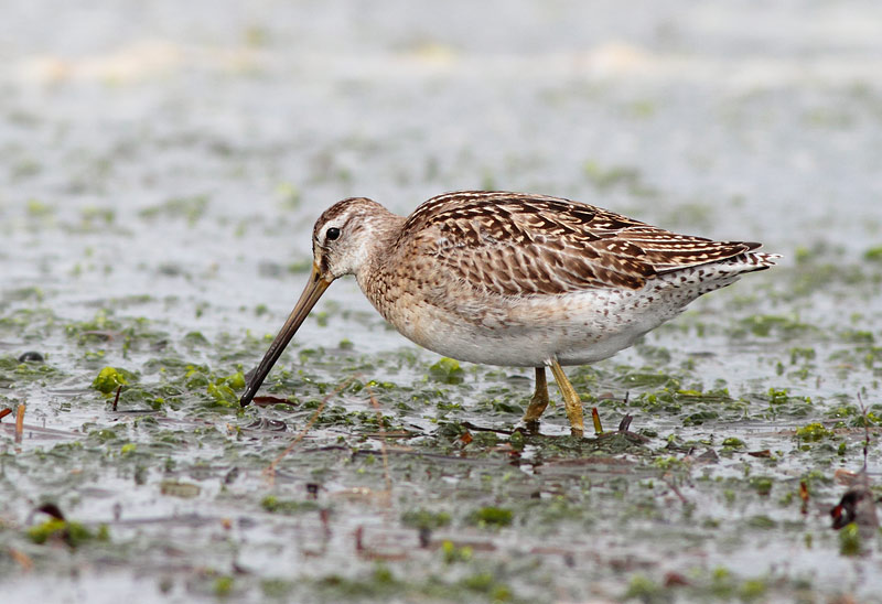 Short-billed Dowitcher