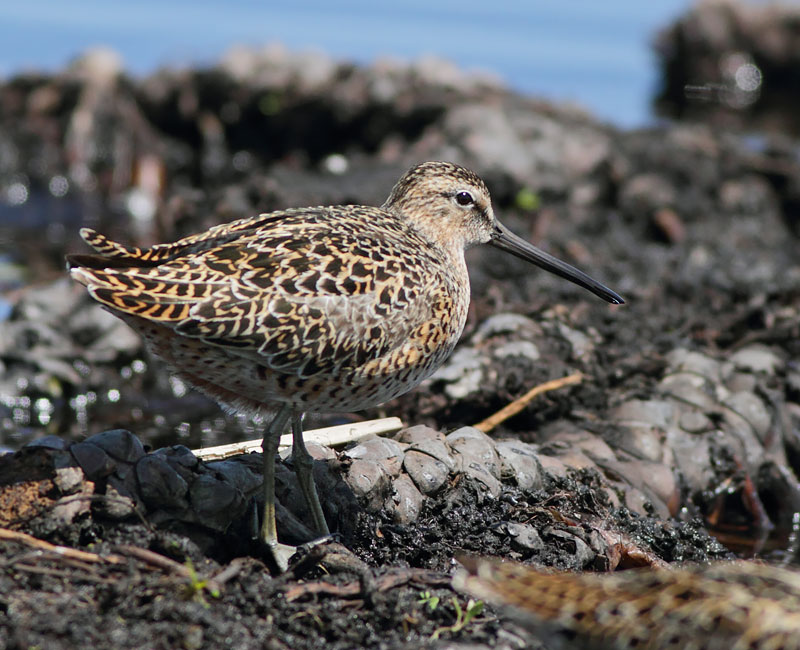 Short-billed Dowitcher