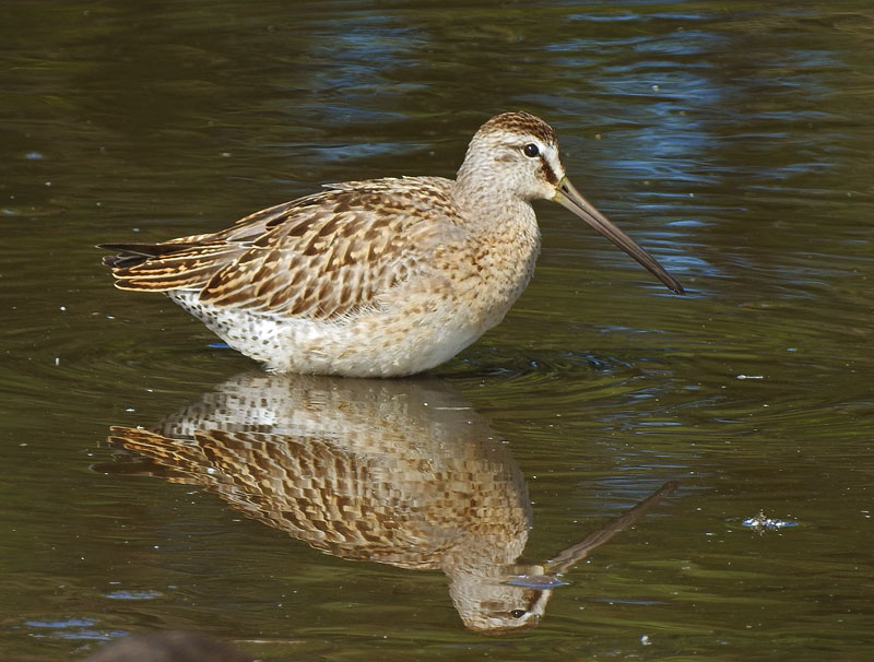 Short-billed Dowitcher