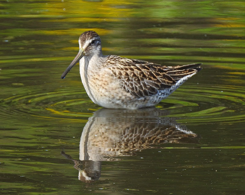 Short-billed Dowitcher