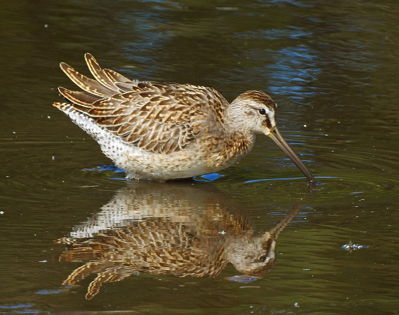 Short-billed Dowitcher
